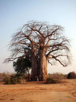 Baobab, with Cynthia for scale