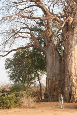 Really like those baobabs!