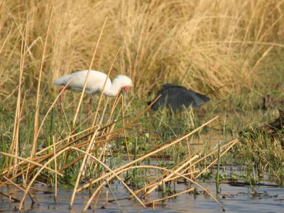 Black egret, fishing (with yellow-billed stork)