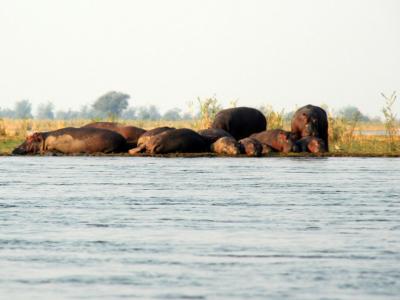 Pile of hippos