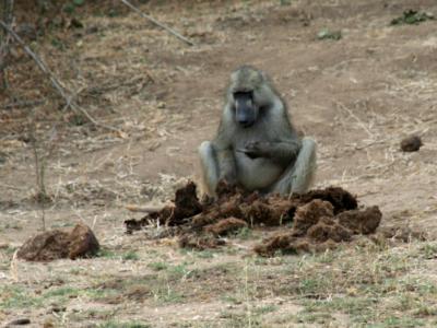 Baboon finding a yummy dinner