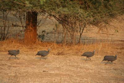 Guinea fowl