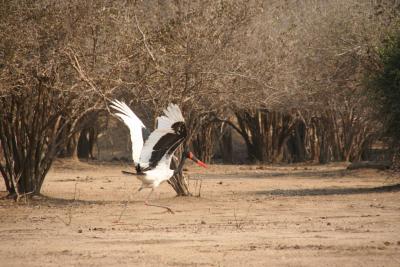 Taking flight!