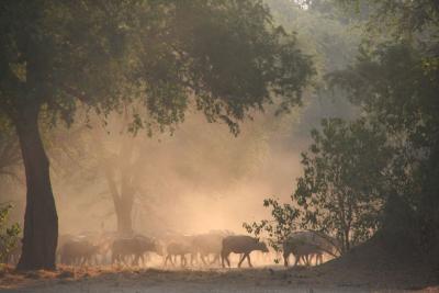 Buffalo herd in the dying daylight