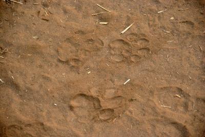 LION tracks!!