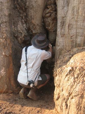 Getting photos INSIDE the baobab (they are all hollow!)
