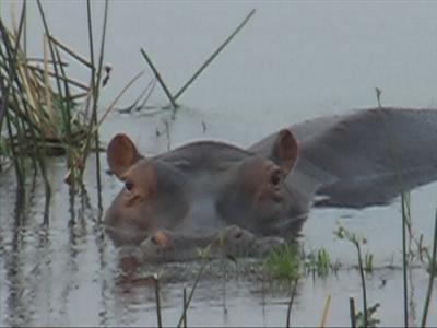 Hippo stares as we pass