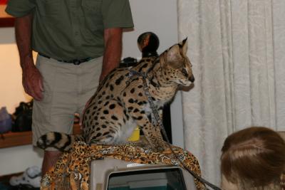 A gorgeous serval