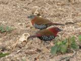 Red-throated twinspot (male and female)
