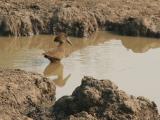 Hammerkop