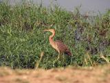 Immature goliath heron