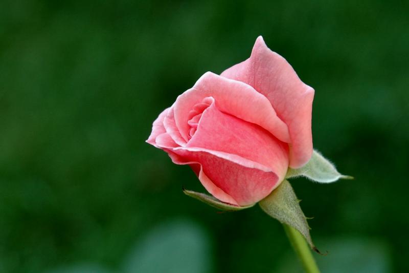 Pink Rose