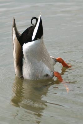 Bottoms Up