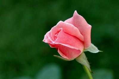 Pink Rose