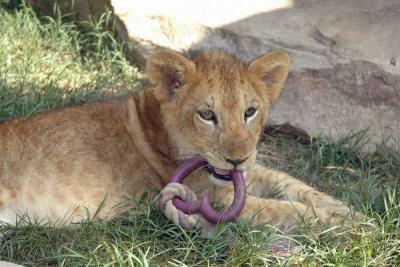 Four month old cub
