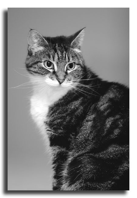 Monotone Dixie