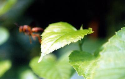 wasp takeoff 6-26-04