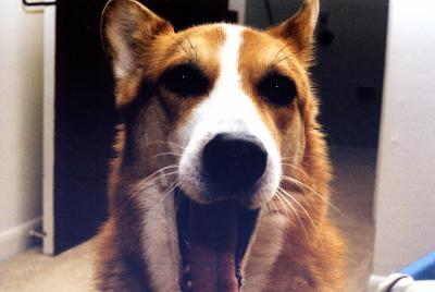 Kenai yawn bounce