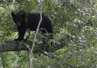 Bear 1 more crop