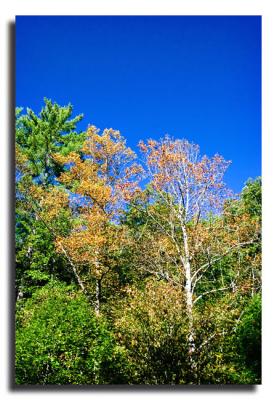 Late Fall Color