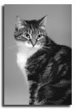 Monotone Dixie
