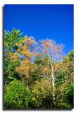 Late Fall Color