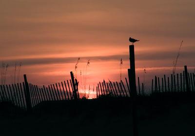 v3/06/43706/3/49697890.sunsetatbeach.jpg
