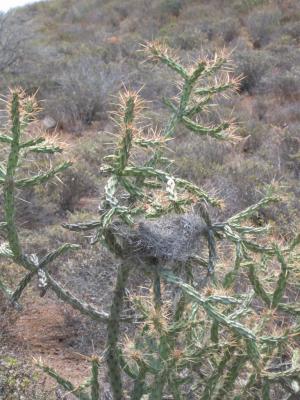 Bird nest in a cactus plant!