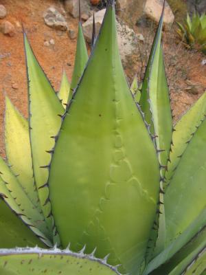 Interesting agave leaf formation/design