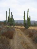 The trail to El Cardonal!