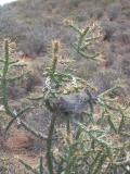 Bird nest in a cactus plant!