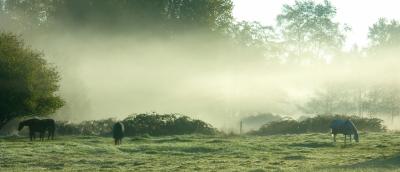 Horses at Dawn