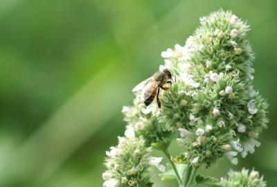 bee2.jpg