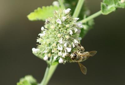 bee3.jpg