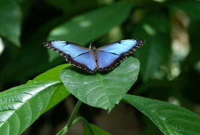 Butterfly.jpg