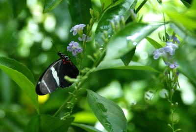 Butterfly3.jpg