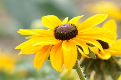 Black eyed Susan.jpg