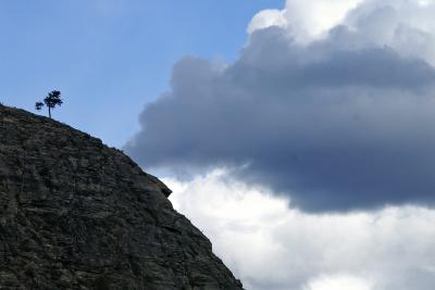 Lone Tree.jpg