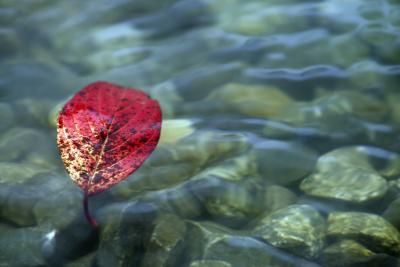 Leaf on Water.jpg