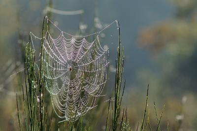 Dewey Spider Web.jpg