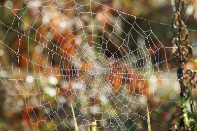 Dewey Spider Web2.jpg