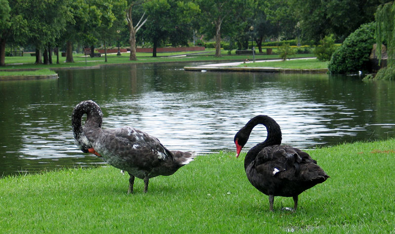 Swans in the Rain