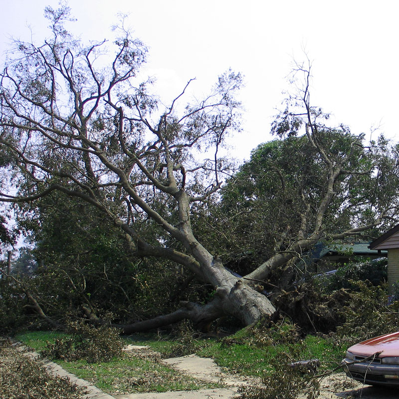 My Daughters House and garden under neighbors fallen water oak after Hurricane Katrina