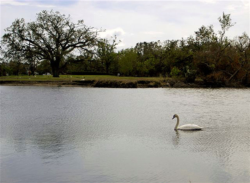 We Found One Swan