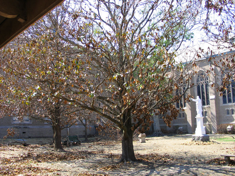 Ursuline Academy and Convents  Sacred Heart Courtyard on October 12, 2005