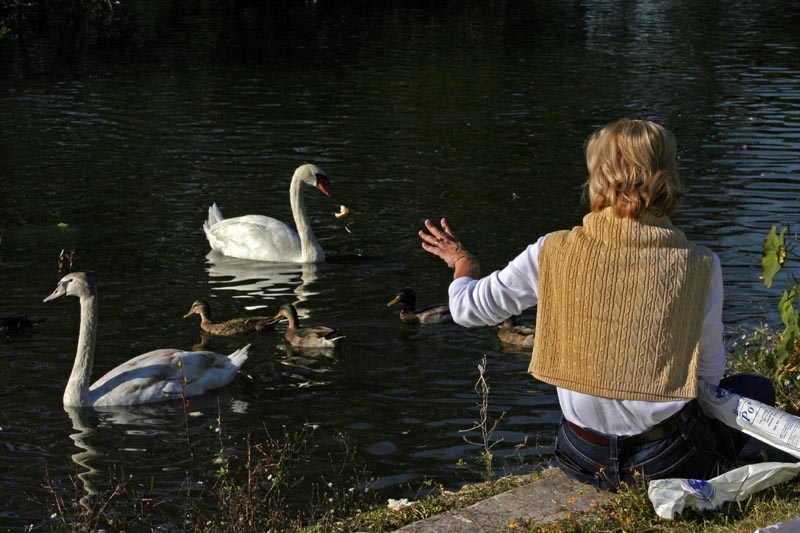 Feeding Mamma Swan  Po Boy Bread Oct. 29