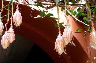 Night Blooming Cereus