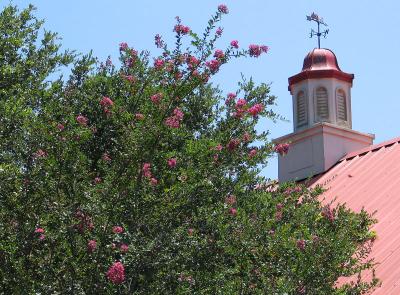 Cupola and Crepe Myrtle