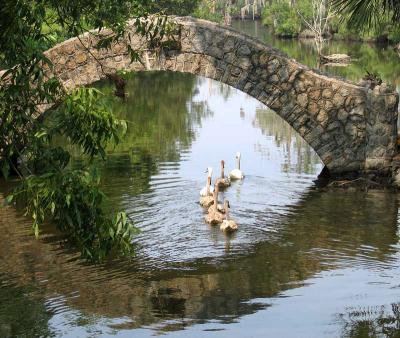 Swans under bridge_Aug. 9