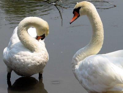 v3/06/497506/3/47912436.SWANSMommaandPapaSwan_Aug.18.jpg